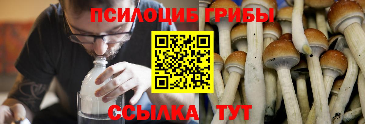 Псилоцибиновые грибы Magic Shrooms Ртищево